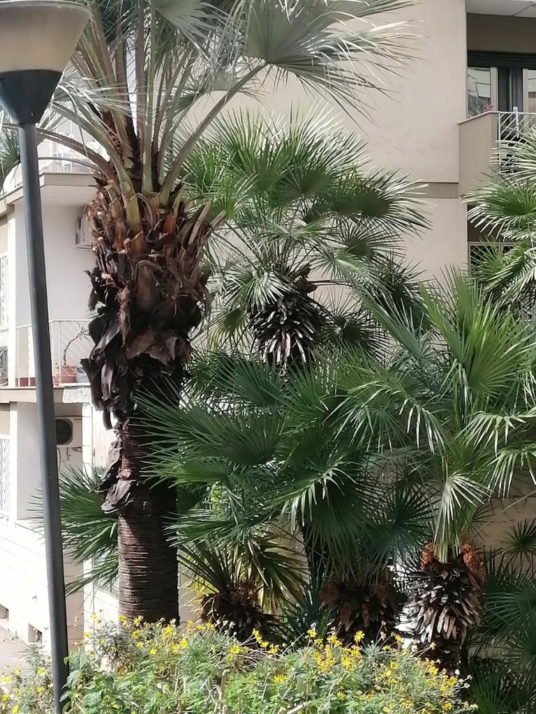 " DOMUS CORALLA" BnB Racconti Di Viaggio photo 4