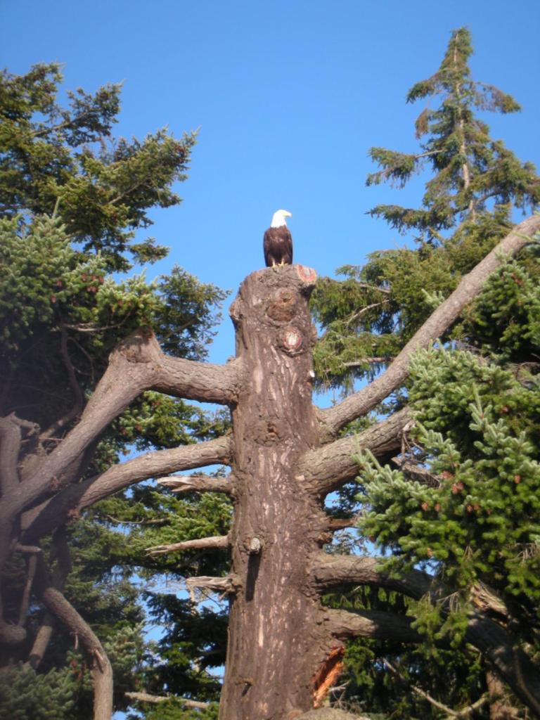 Eagle Aerie photo 2