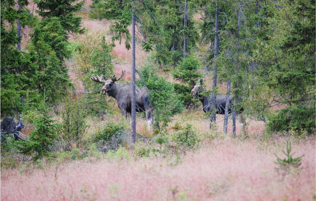 Myrvang photo 4