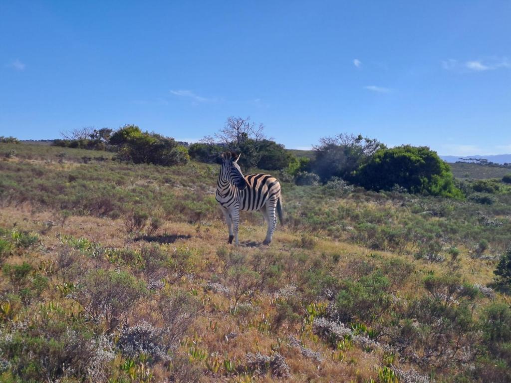 Fijnbosch Game Lodge Jeffreys Bay photo 1