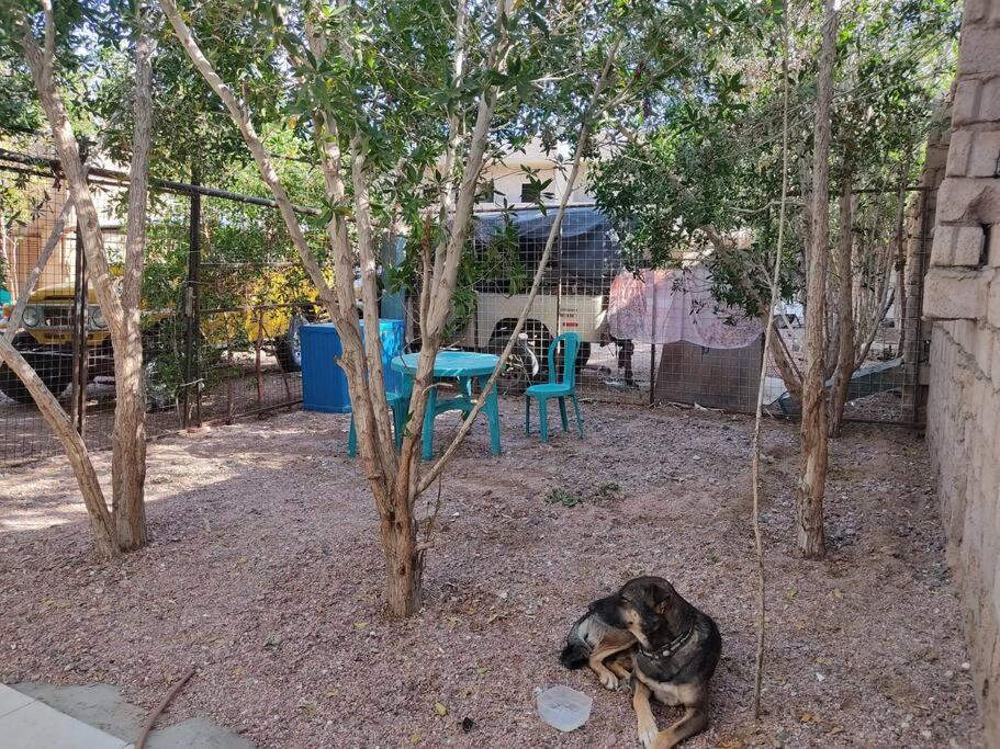 Dahab Cozy Garden chalet photo 3