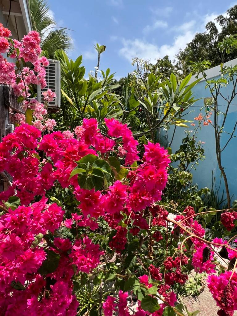 Tropical Breeze "Dushi Bida" photo 2