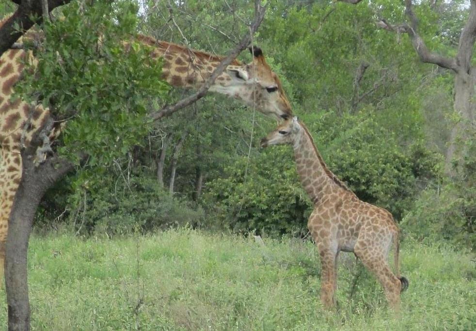 Leadwood Tree Safari Lodge - Tamboti Lodge 45 photo 4