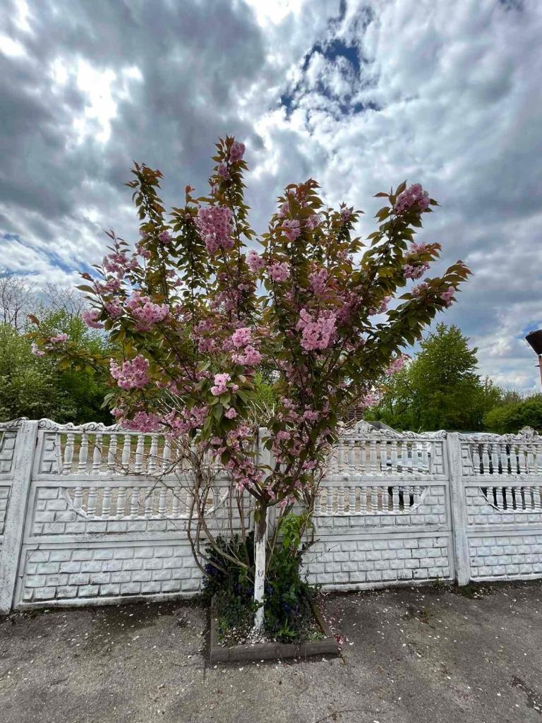 Оазис photo 3