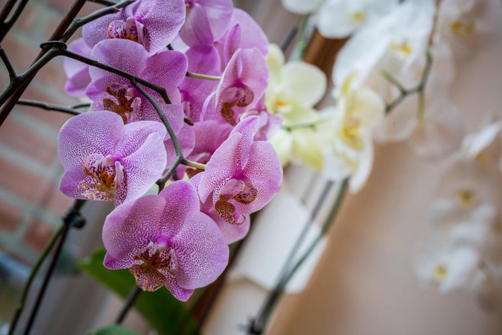 Rene's B&B photo 3