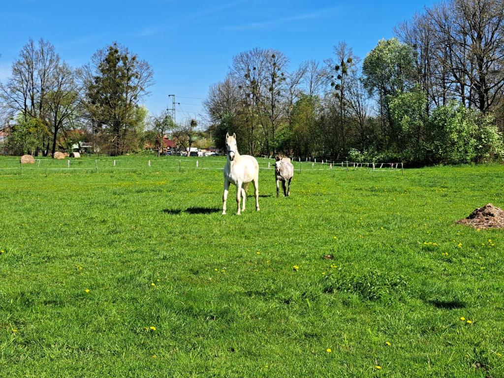 Veselá lama U nás doma photo 1