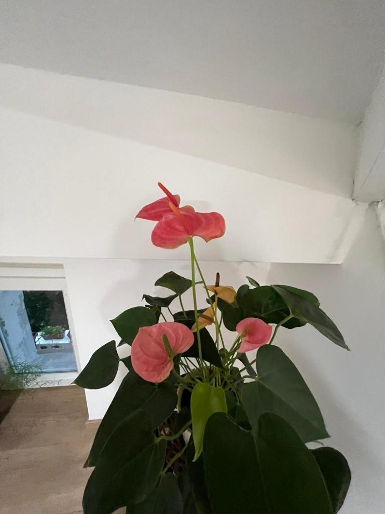 MT70 photo 3