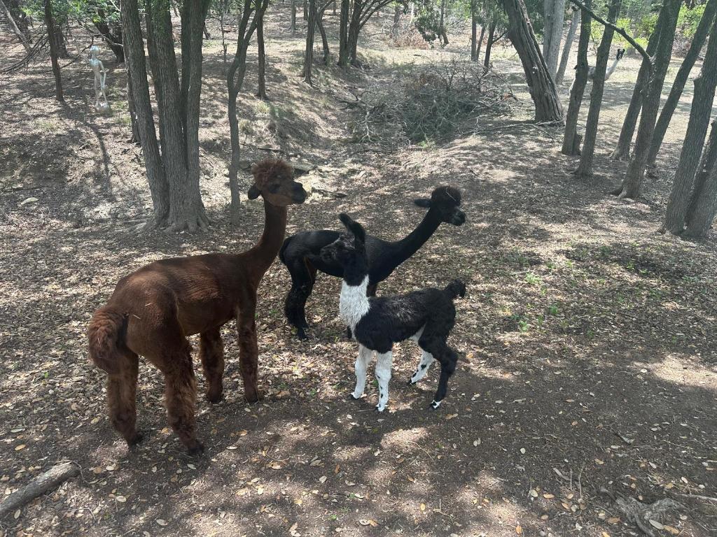 Luxury Yurt, Alpacas and llamas near Downtown Wimberley and Wineries photo 2