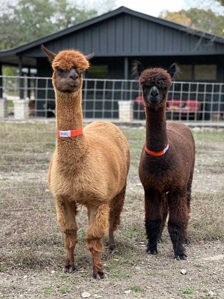 Luxury Yurt, Alpacas and llamas near Downtown Wimberley and Wineries photo 4