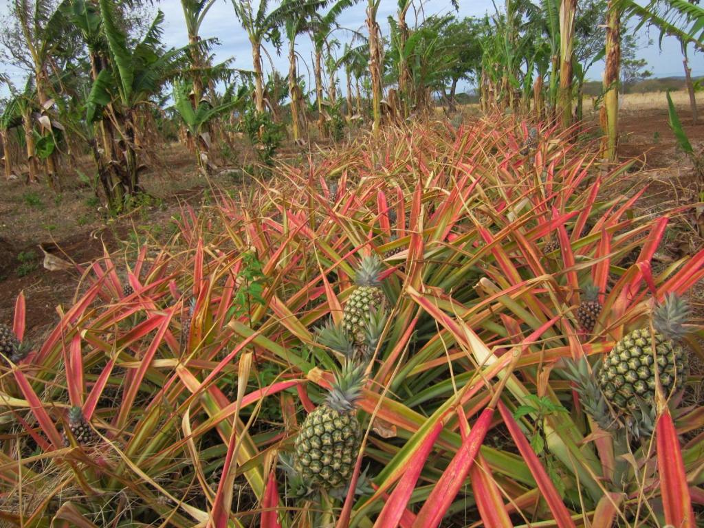 Finca Joco Mico photo 4
