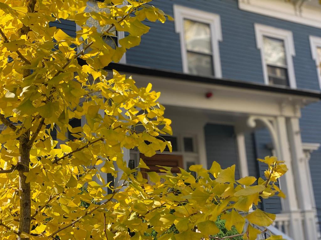 Ginkgo House on Harvard photo 4