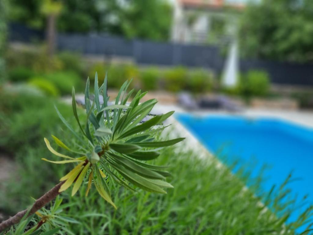 Villa Bellina Muraj photo 2