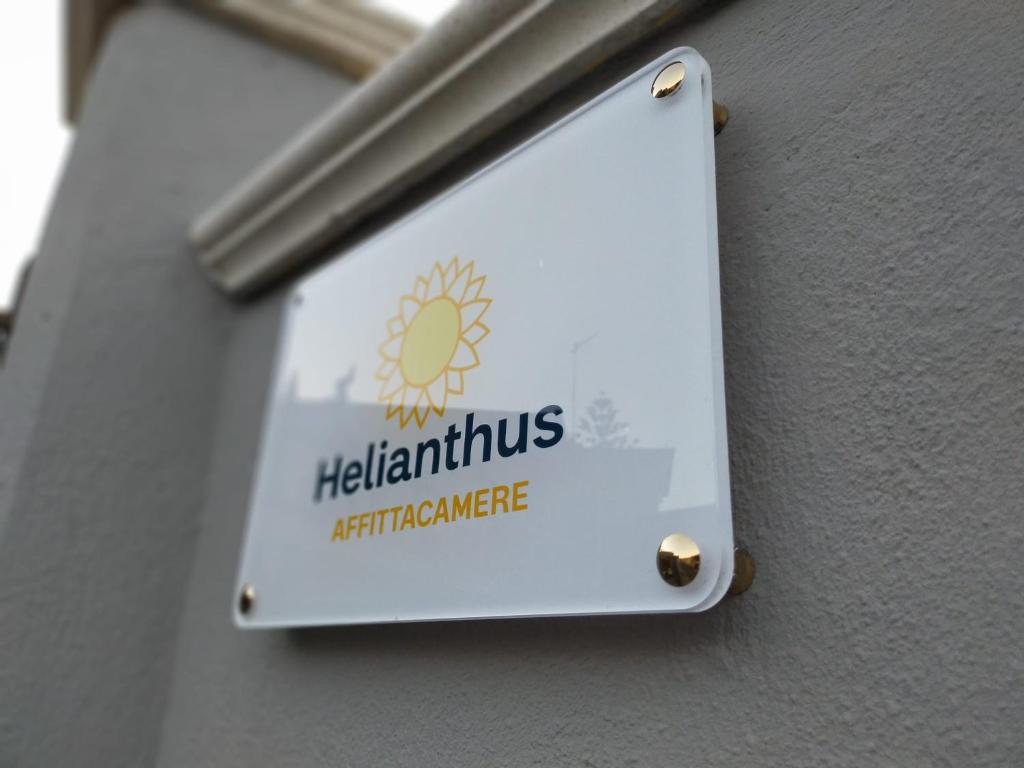Helianthus photo 1