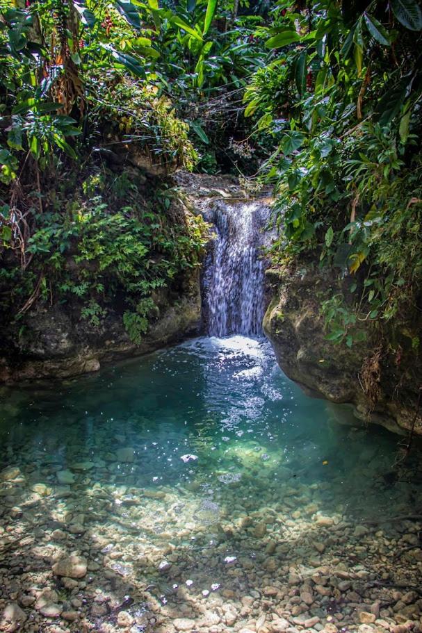 The Hamilton's Nature Villa photo 4