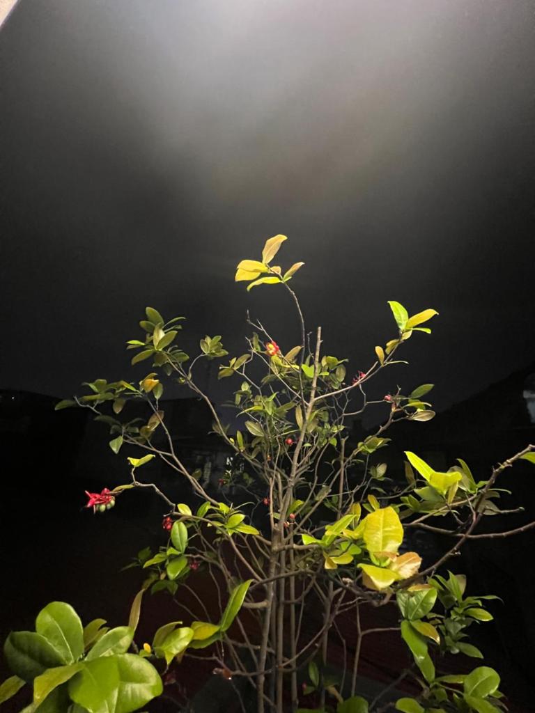 Sunflower Homestay Hai Phong