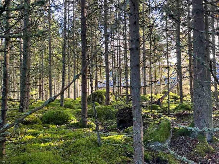 Gäststuga 100m från sjön photo 4
