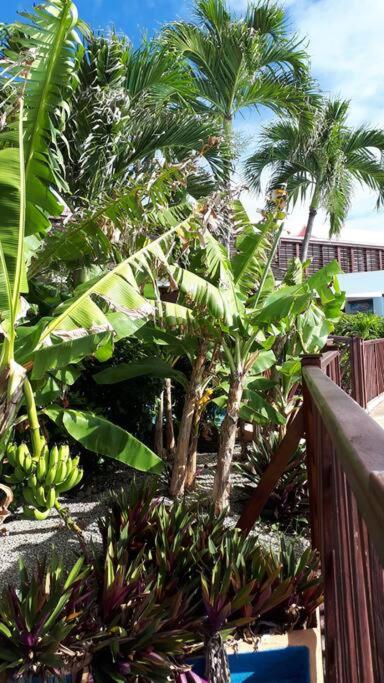 Perle de l'Alamanda photo 1