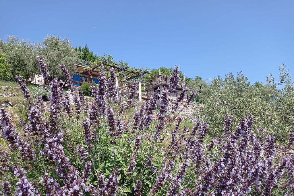 Casa Delle Olive photo 2