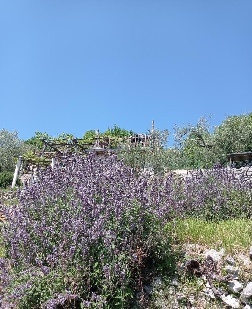 Casa Delle Olive photo 4