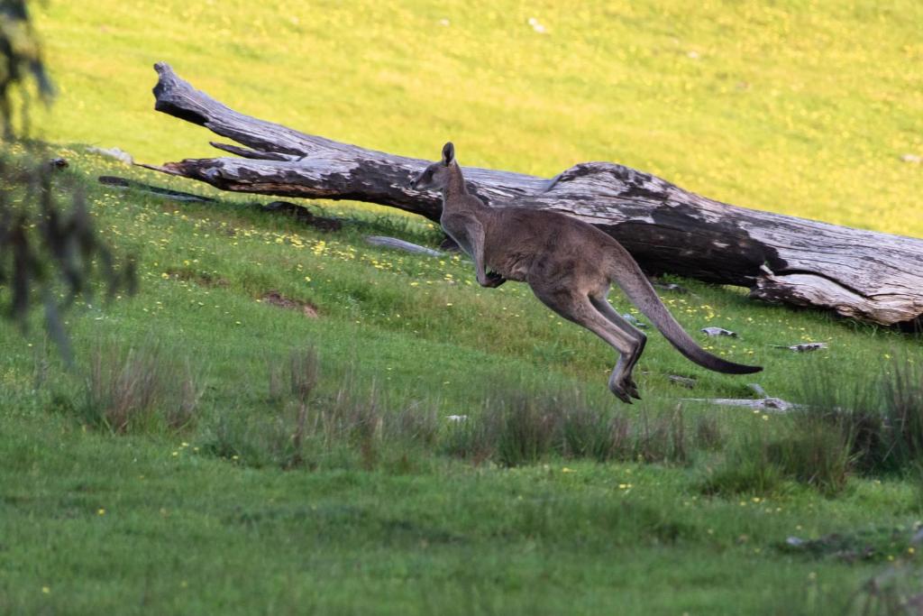Serena Cottages Beechworth - Your Country Getaway - 1 photo 2