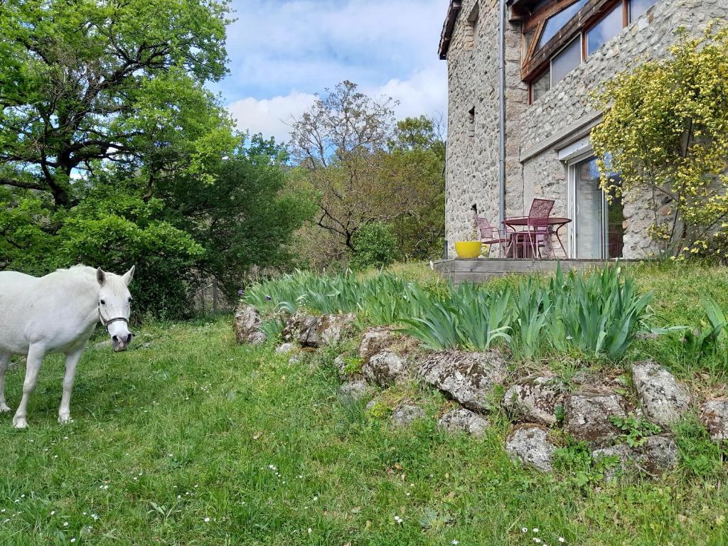 Gîte et cheval photo 4