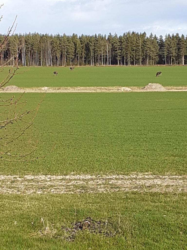Värmlandsnäs Valdersrud Stenröse photo 1