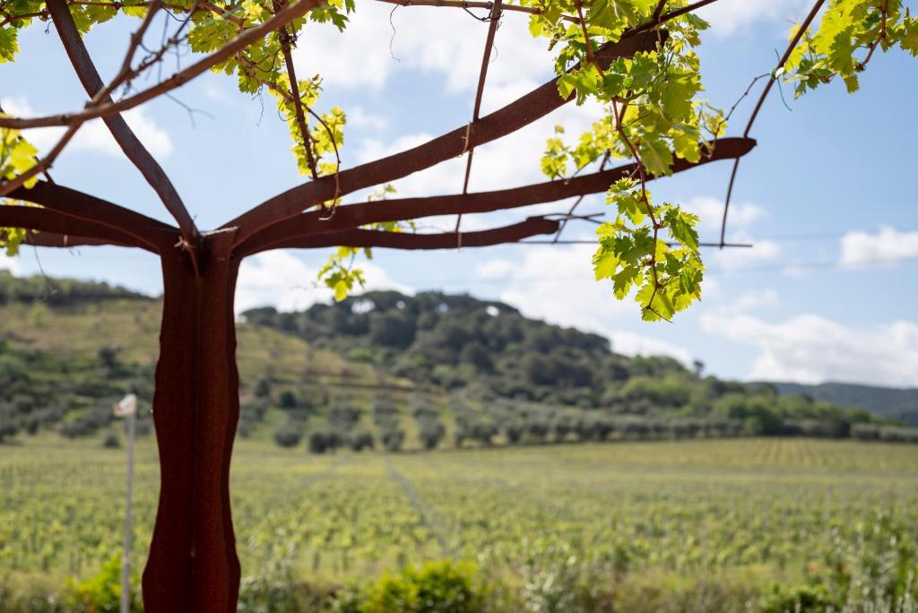Podere Vignanova Rooms & SPA photo 3