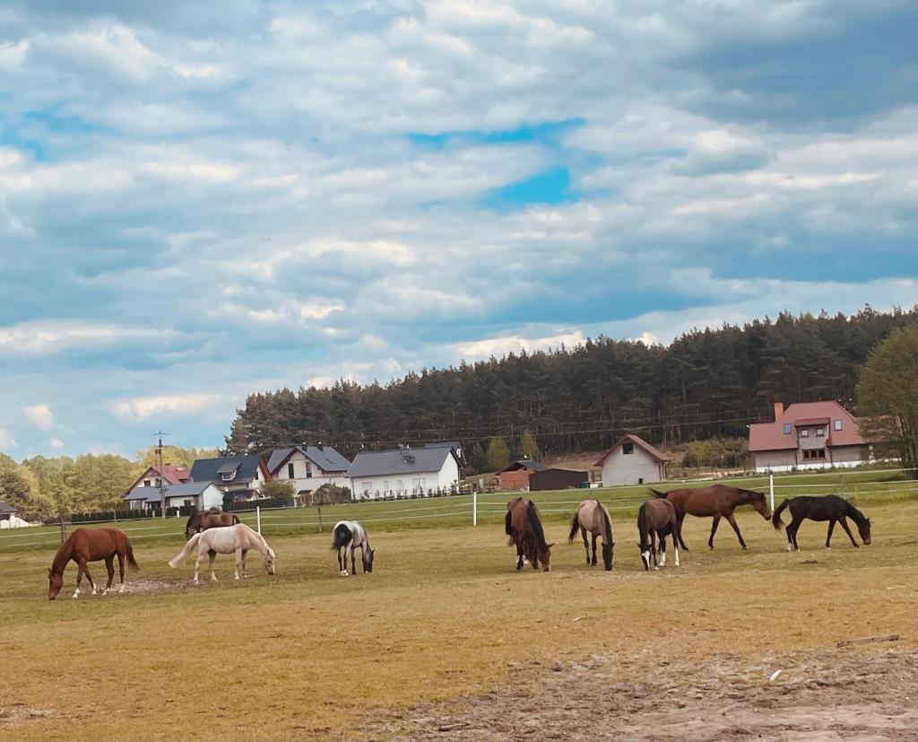 Pod daglezją photo 1