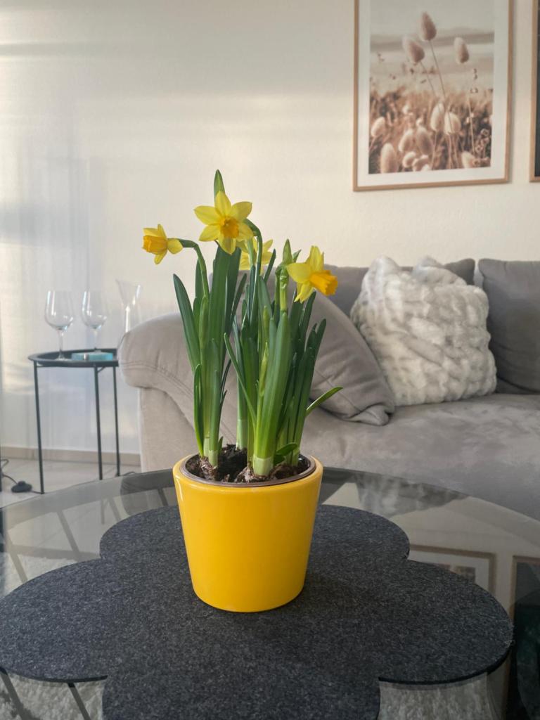 4-Sterne Ferienwohnung Krill photo 4
