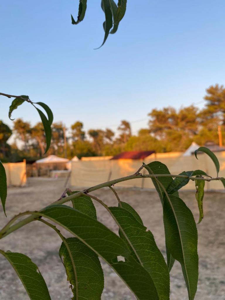 Estera Tent