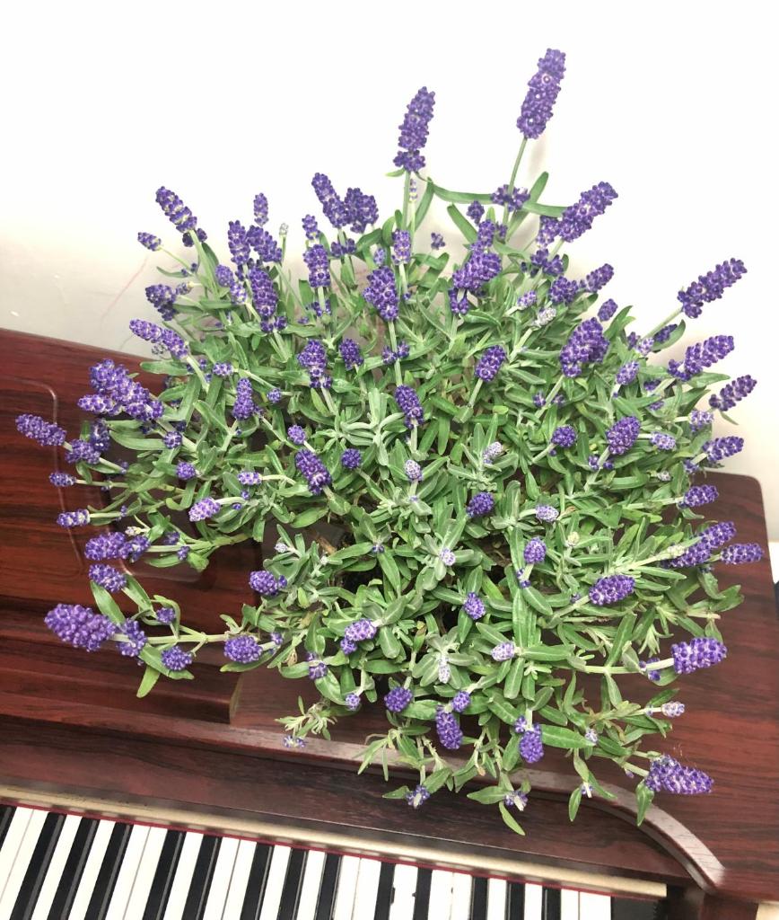 Mika Homestay Teacher’s House