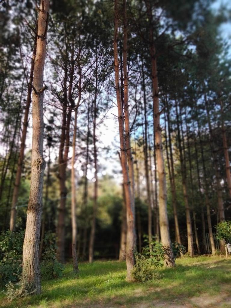 Domek Dzięciołek photo 3