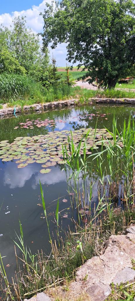 Domek u rybníka photo 1