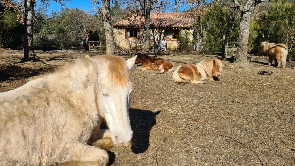 La Petite Bergerie - Gîte à la Ferme photo 1