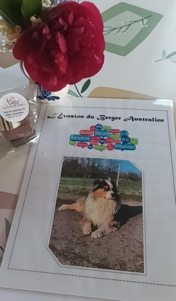 L'évasion du berger australien photo 4