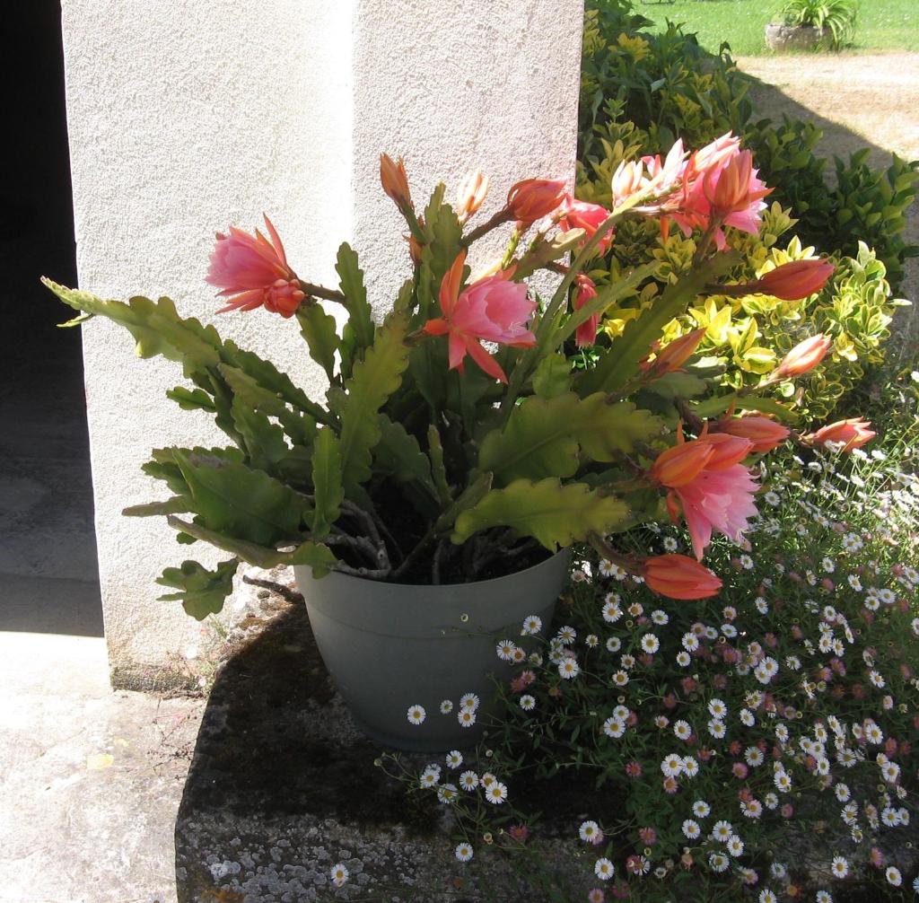 MAISON DE FAMILLE photo 1