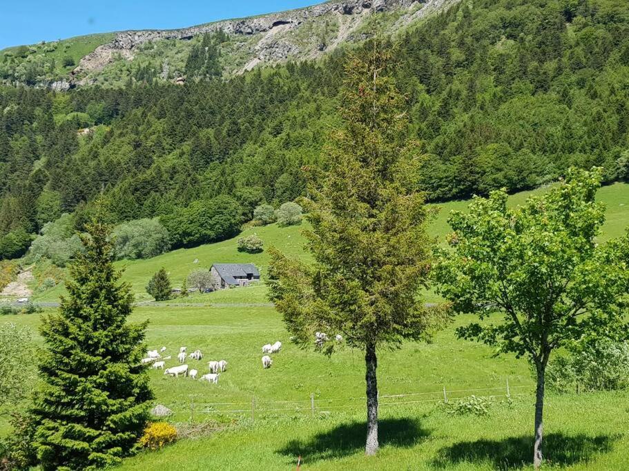 Appartement spacieux au cœur du massif du Sancy photo 1