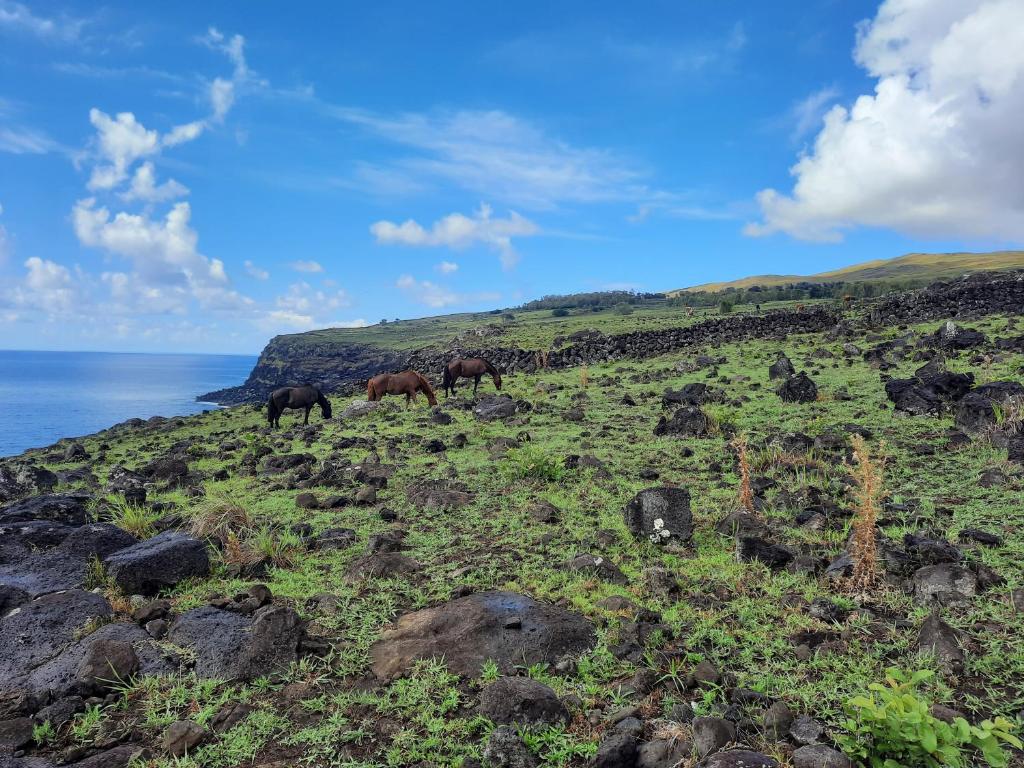 Moehiva Camping Rapa Nui photo 3