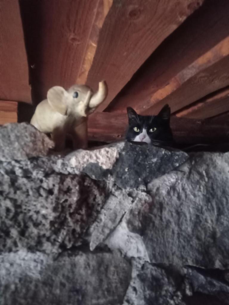 Metsatu Valge Elevandi puhkemaja photo 3
