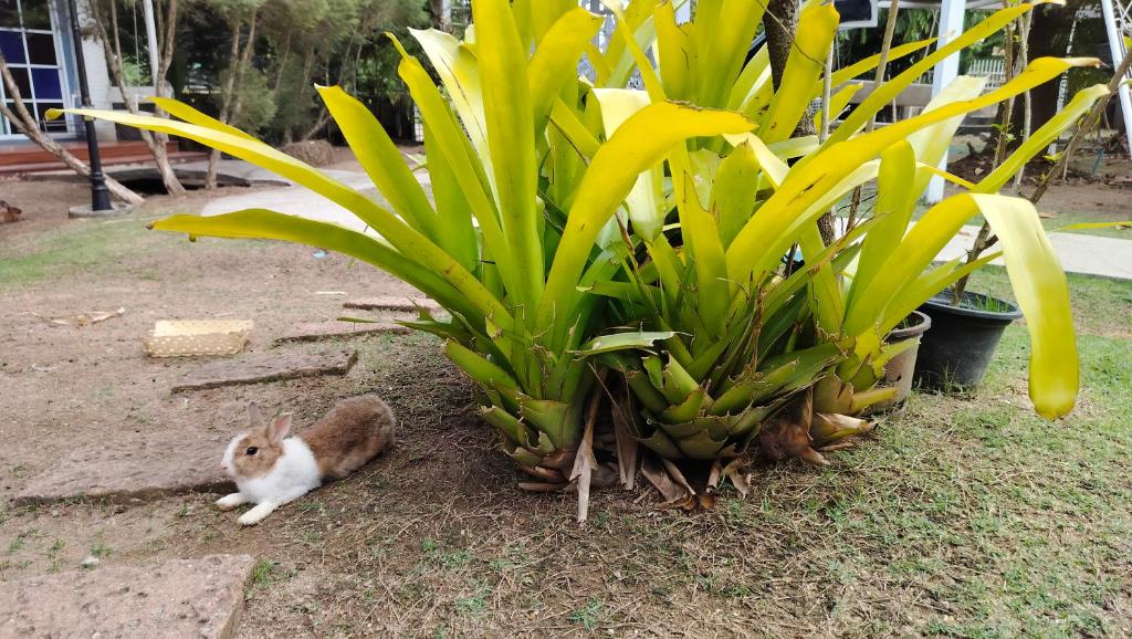 Homestay with Bunny Rabbit photo 4