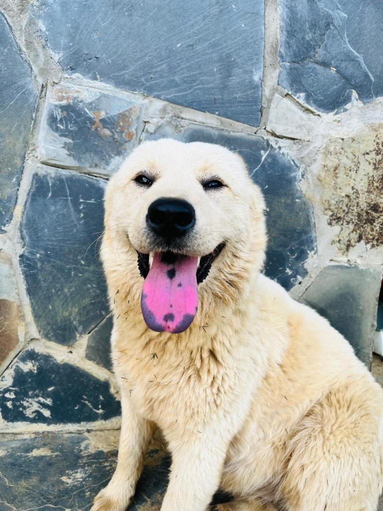 Mộc Châu Peachy Garden Homestay