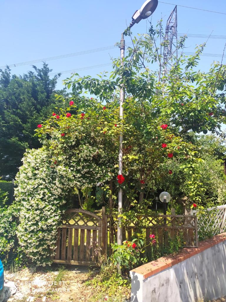 Casa delle Rose Appartamento Gelsomino photo 3