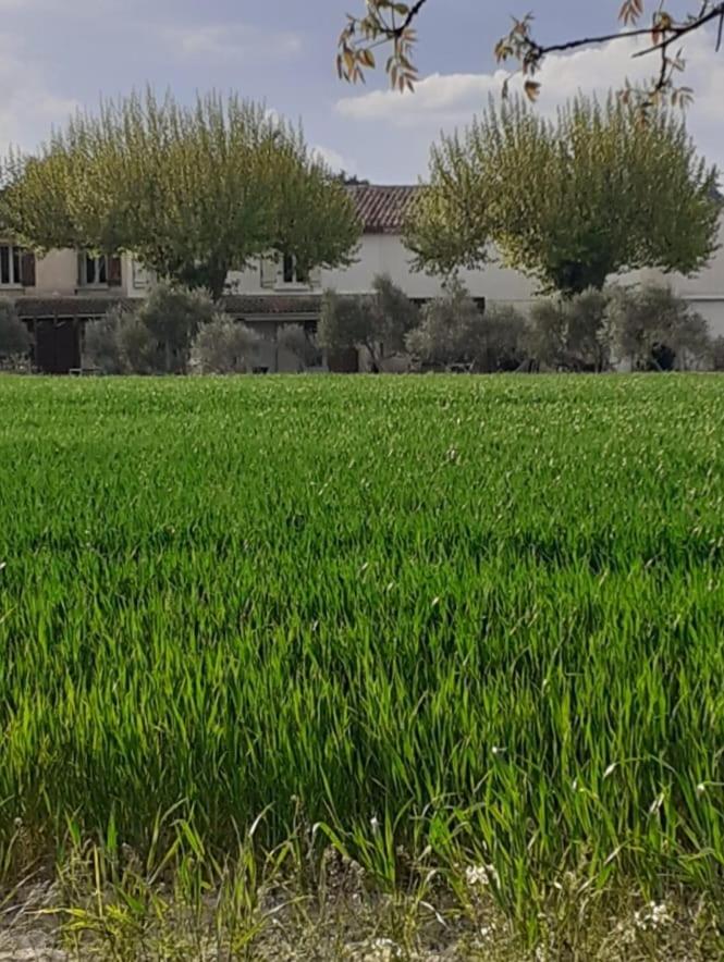 Mas provençal photo 3