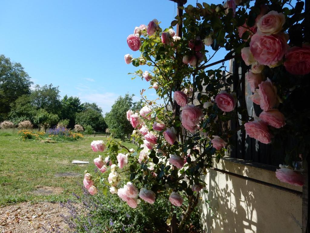Gîte à la campagne proche d'Angers et de la Loire photo 2