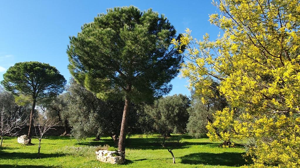 TRULLO ALLA CASINA GIUSEPPINA photo 4
