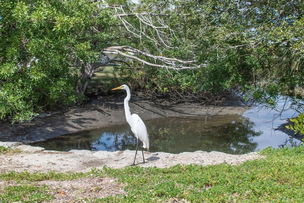 Marsh Front Birders Paradise Close to Beaches and Downtown photo 4