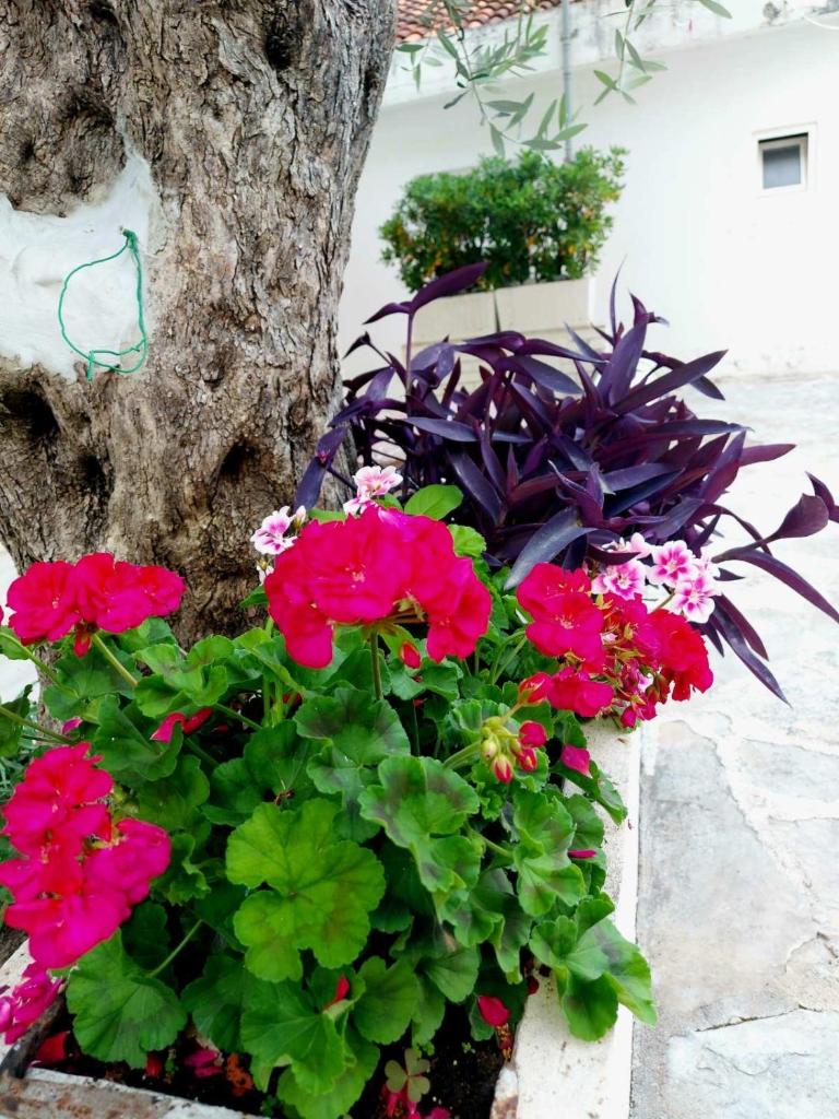 Apartments Djuro Rafailovic photo 2