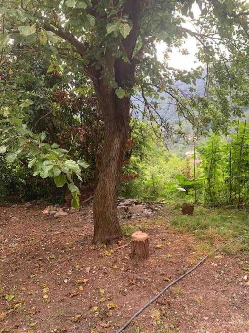 Cenneti Anımsatan Yeşillik Doğal Ortamda Mangal photo 3