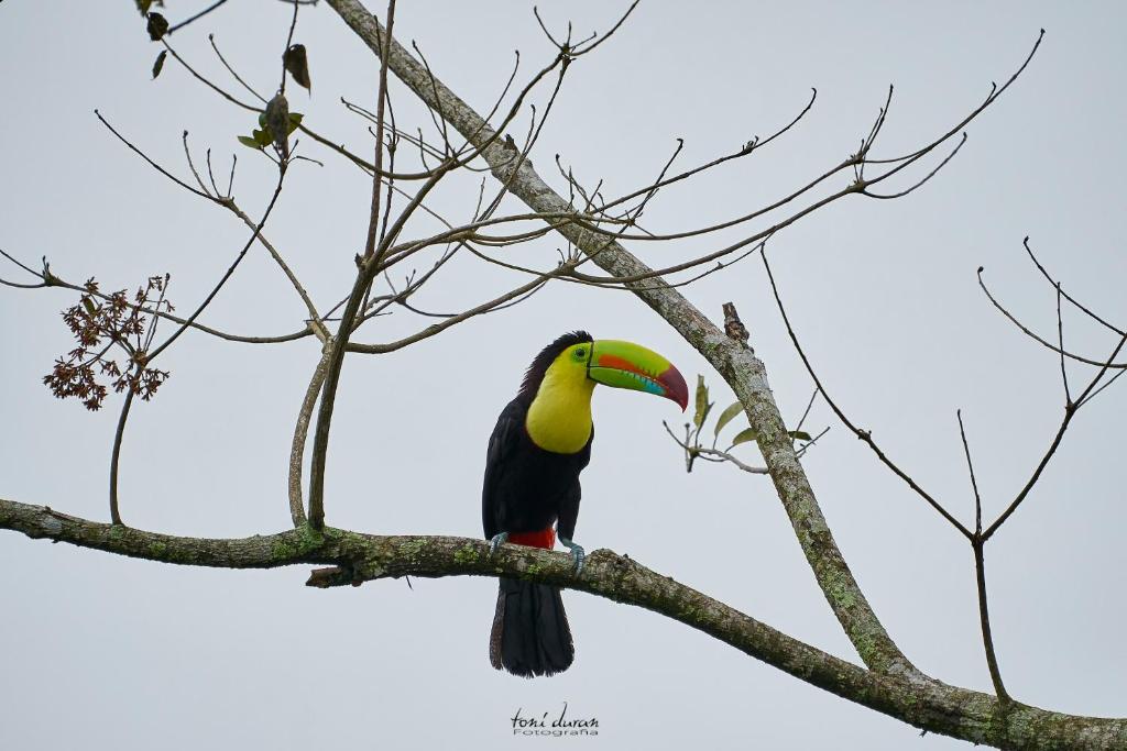 Birds & Breakfast Costa Rica photo 1
