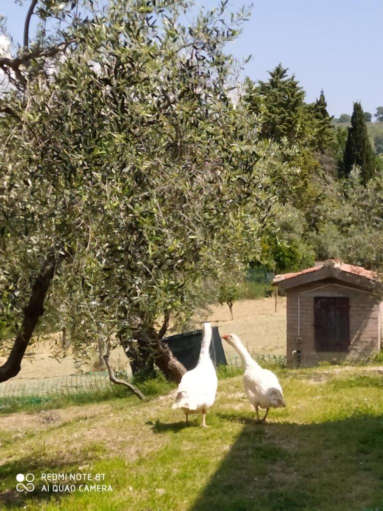 Azienda Agrituristica Il Moraiolo photo 4